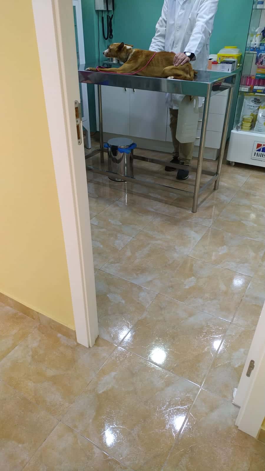 Albeitar Clínica Veterinaria