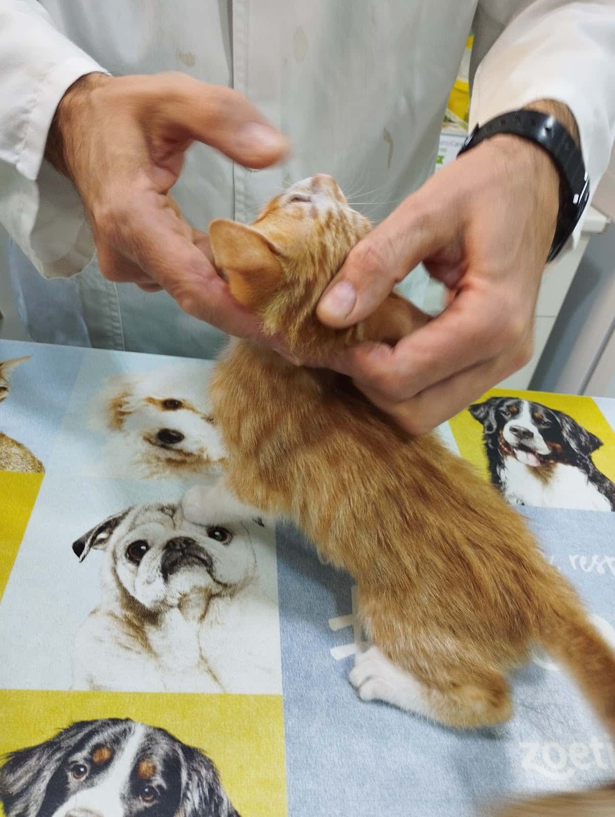 albeitar clinica veterinaria veterinario clinica barrio jaen en jaen en jaen principalImage ADOPTA Sitios Pet Friendly