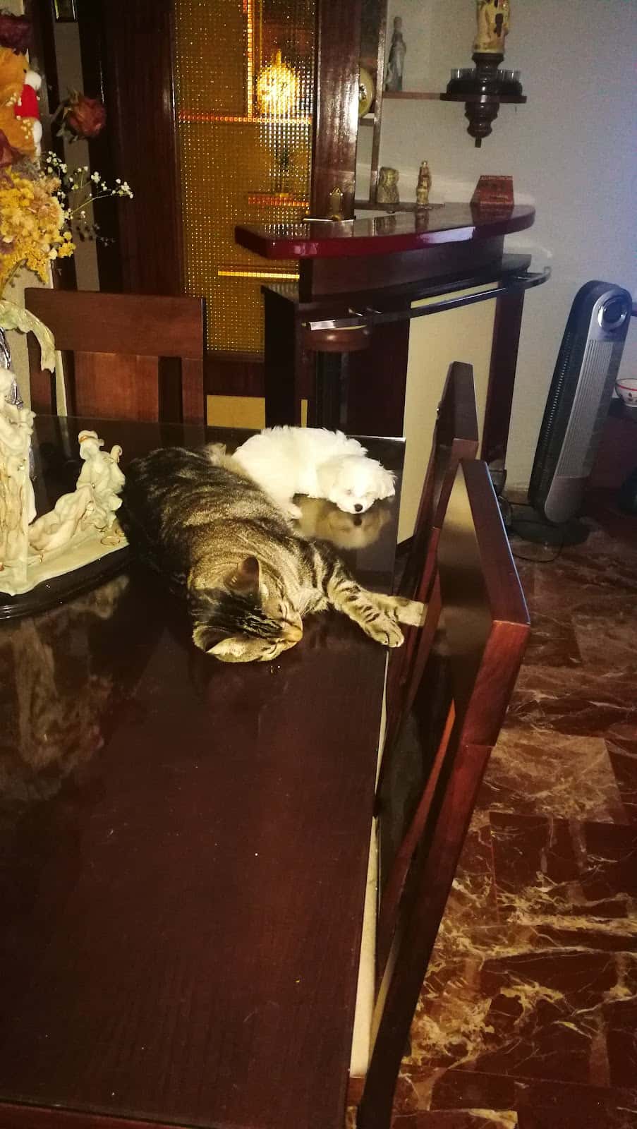 las vegas consulta veterinaria veterinario centro en fuerte del rey en jaen principalImage ADOPTA Sitios Pet Friendly