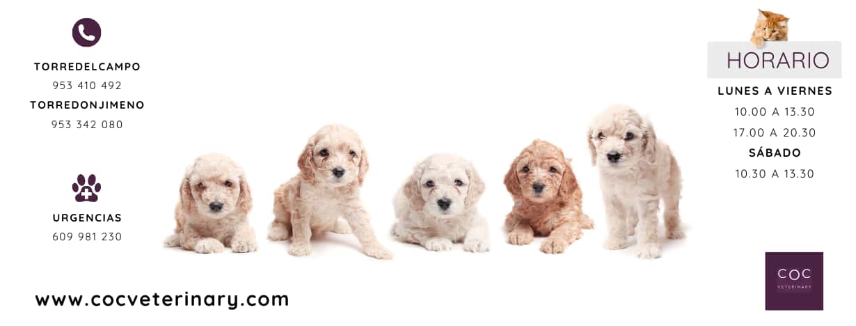 coc veterinary torredelcampo veterinario centro en torredelcampo en jaen principalImage ADOPTA Sitios Pet Friendly
