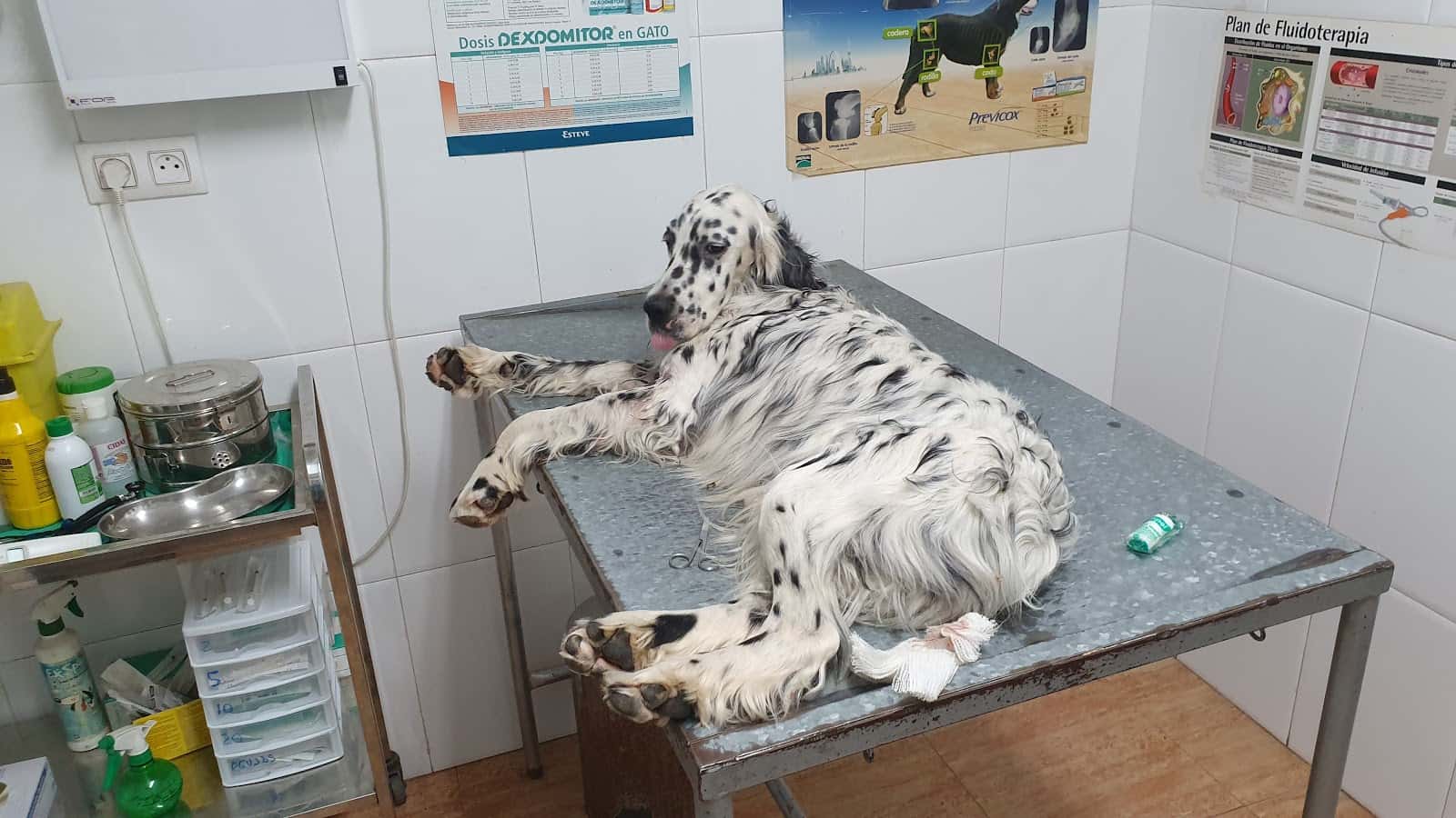 CENTRO VETERINARIO JURADO