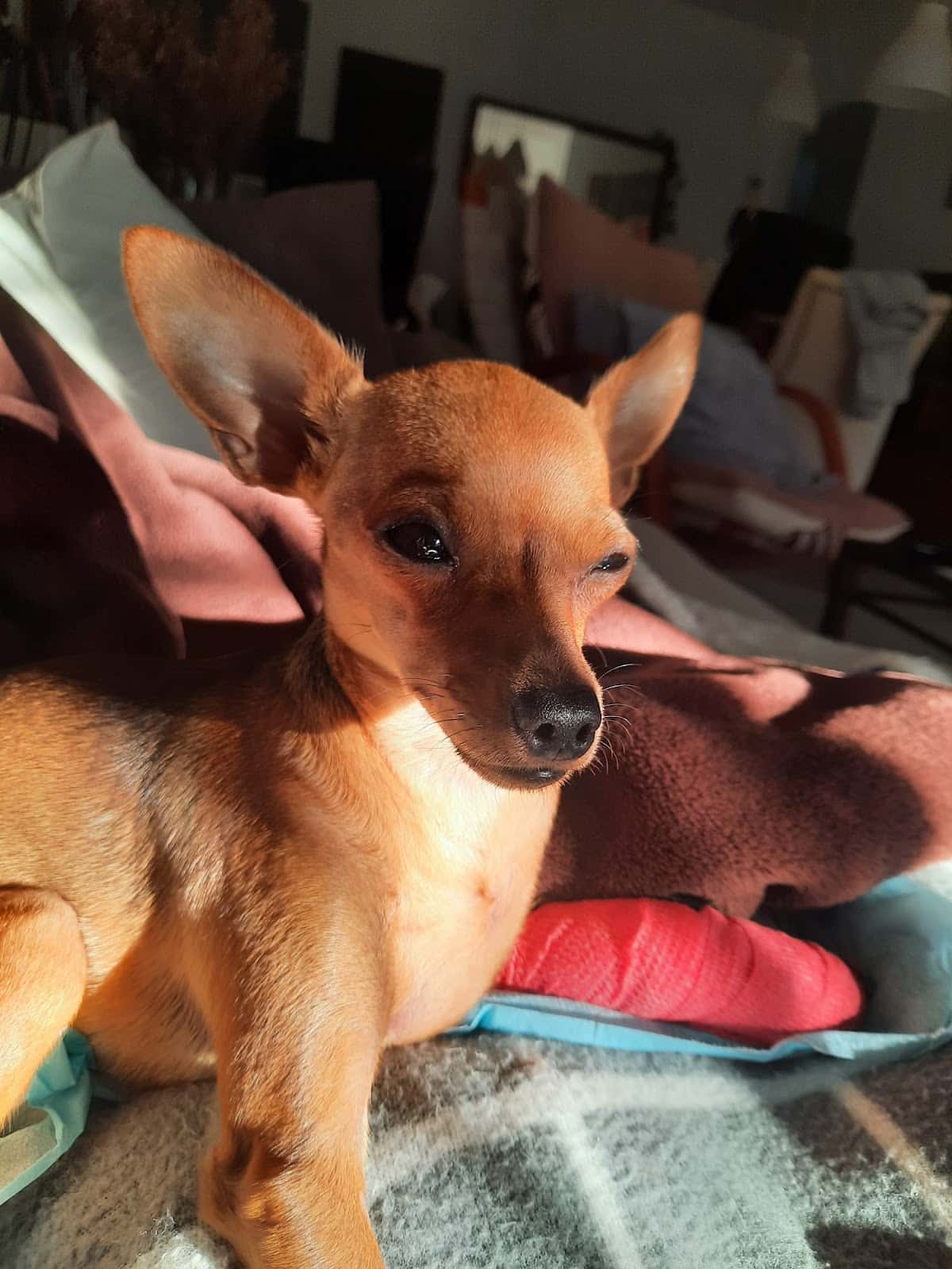 Clínica Veterinaria Animalia