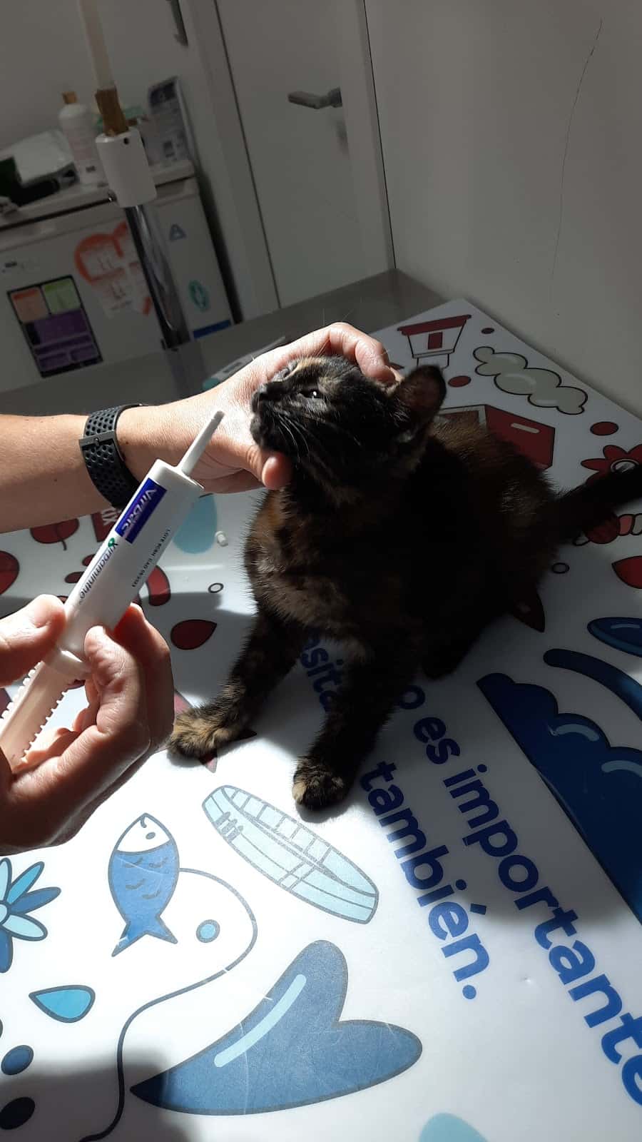 Clínica Veterinaria Animalia