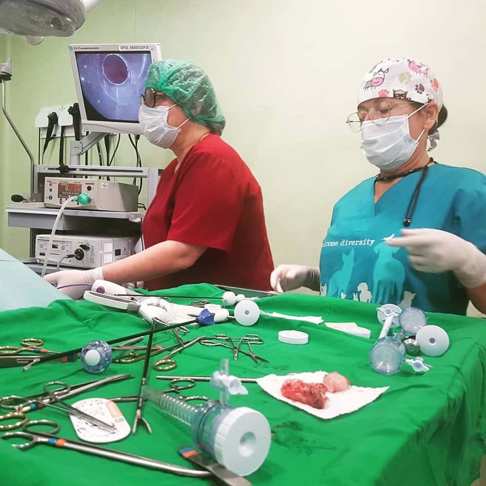 Clínica Veterinaria Sevilla