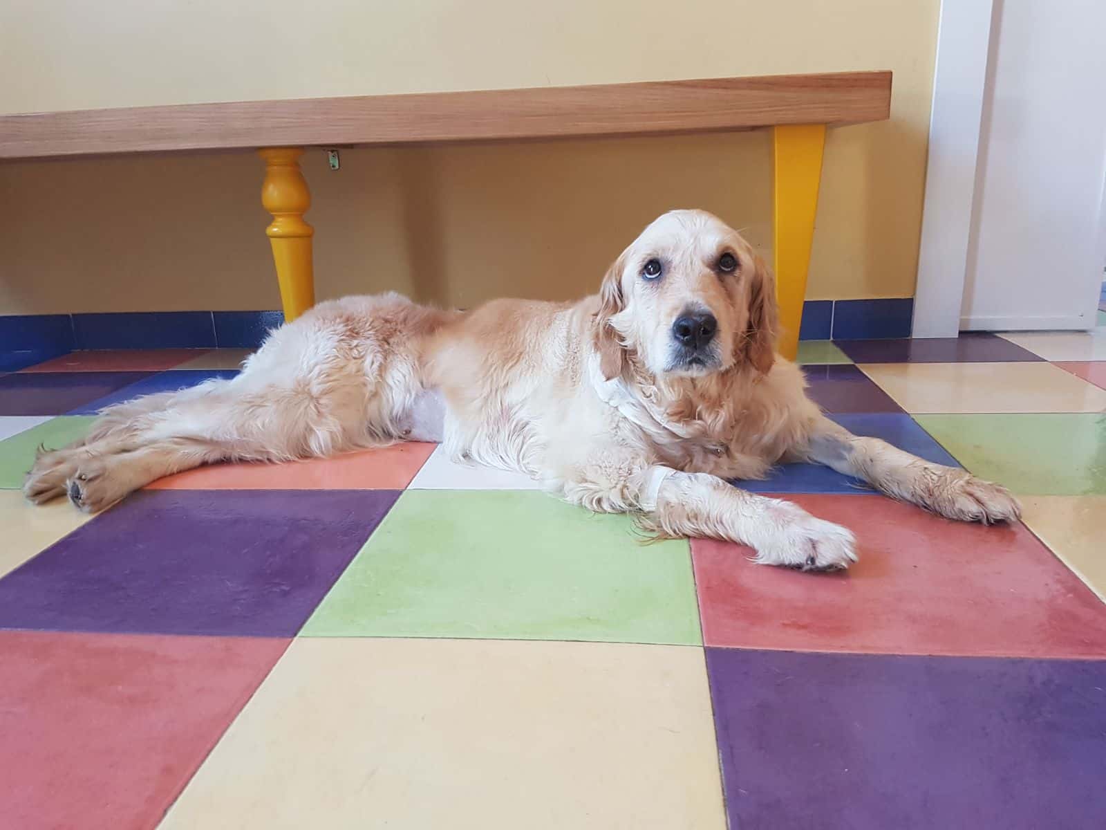 Clínica Veterinaria Sevilla
