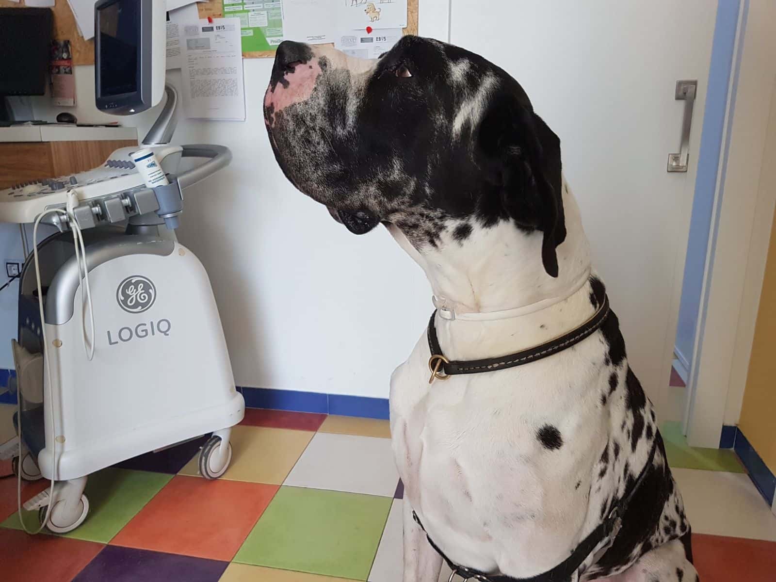 Clínica Veterinaria Sevilla