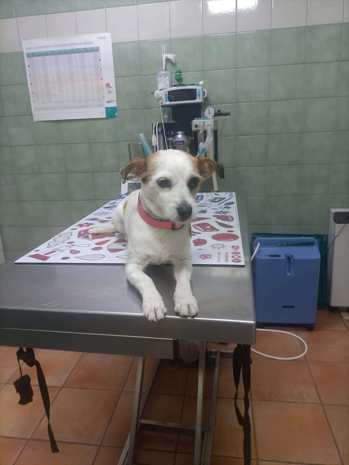 CLÍNICA VETERINARIA DEL ESLA