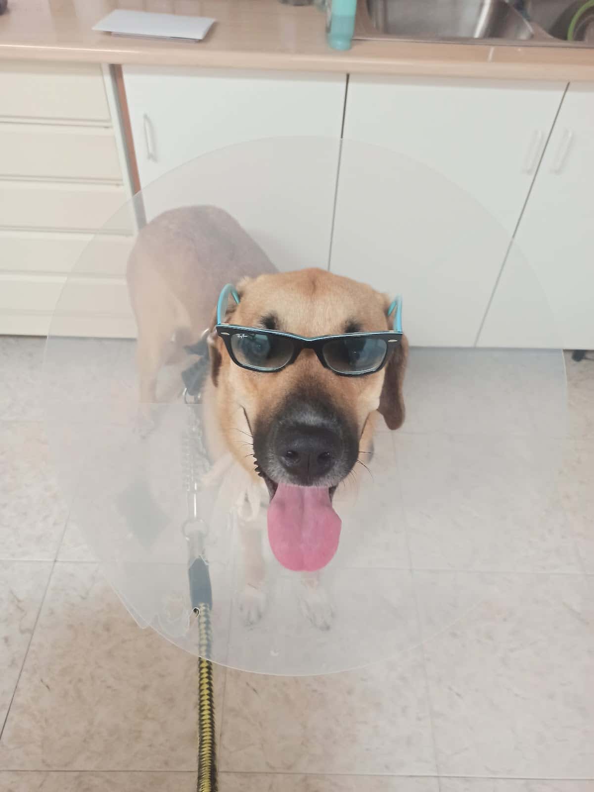 Clínica Veterinaria Astorga