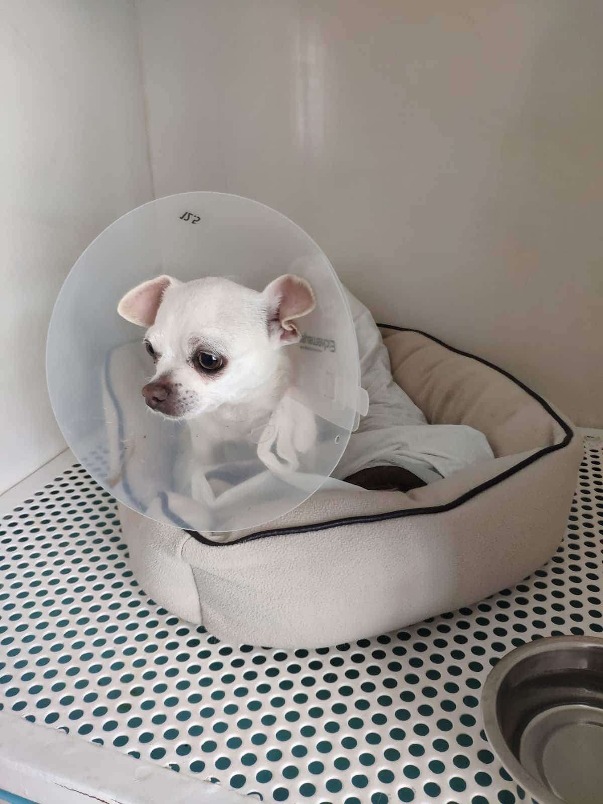 Clínica Veterinaria Salgado - Centeno