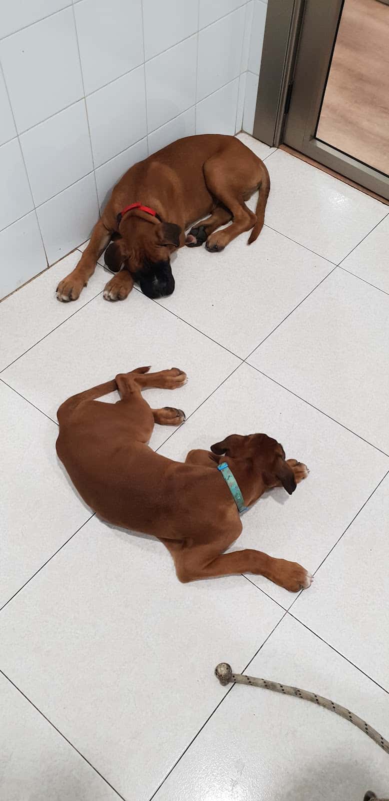 Clínica Veterinaria Benavente