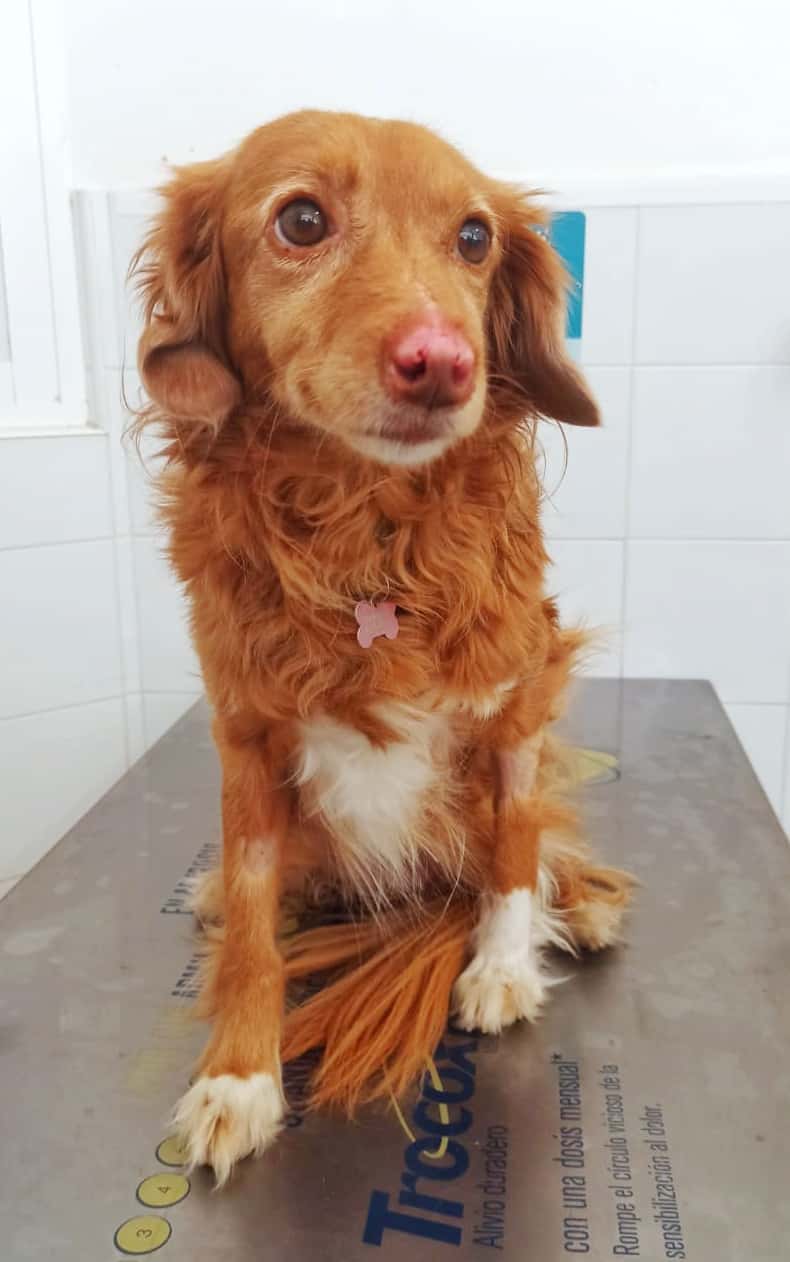 Clínica Veterinaria Benavente