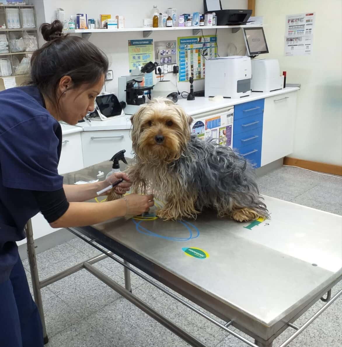 Clínica Veterinaria La Mota