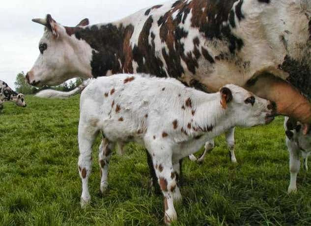 Clinica Veterinaria Savega