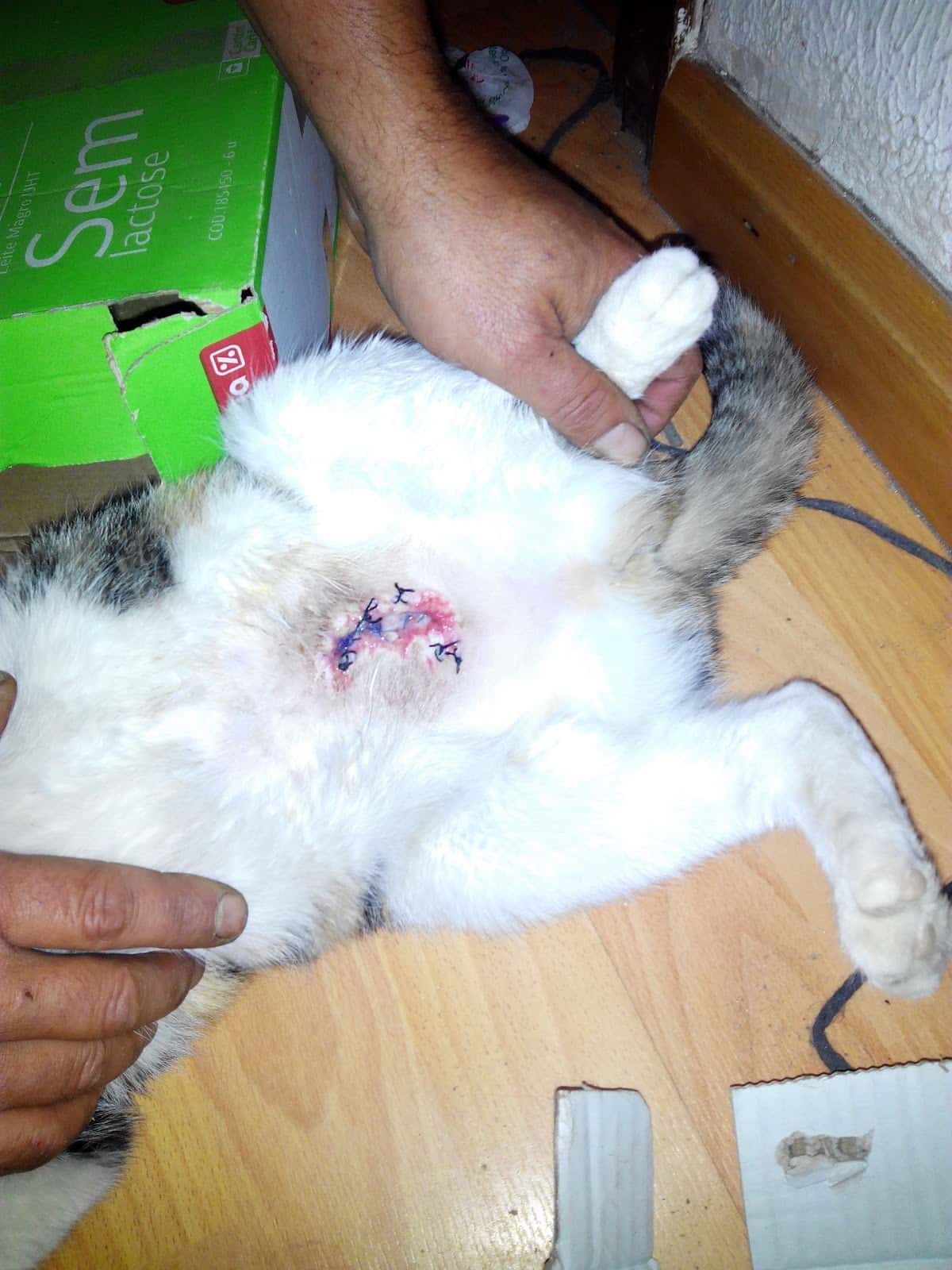 Clinica Veterinaria Savega