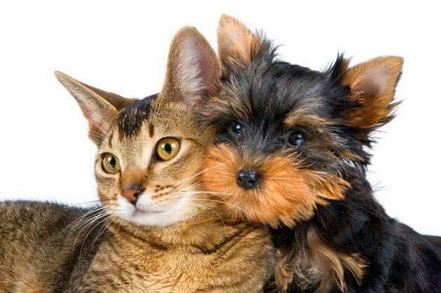 clinica veterinaria savega veterinario clinica en la baneza en leon principalImage ADOPTA Sitios Pet Friendly