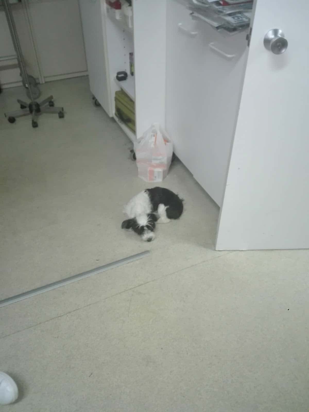 Brindis Clínica Veterinaria