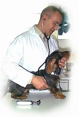 brindis clinica veterinaria veterinario clinica en ponferrada en leon principalImage ADOPTA Sitios Pet Friendly