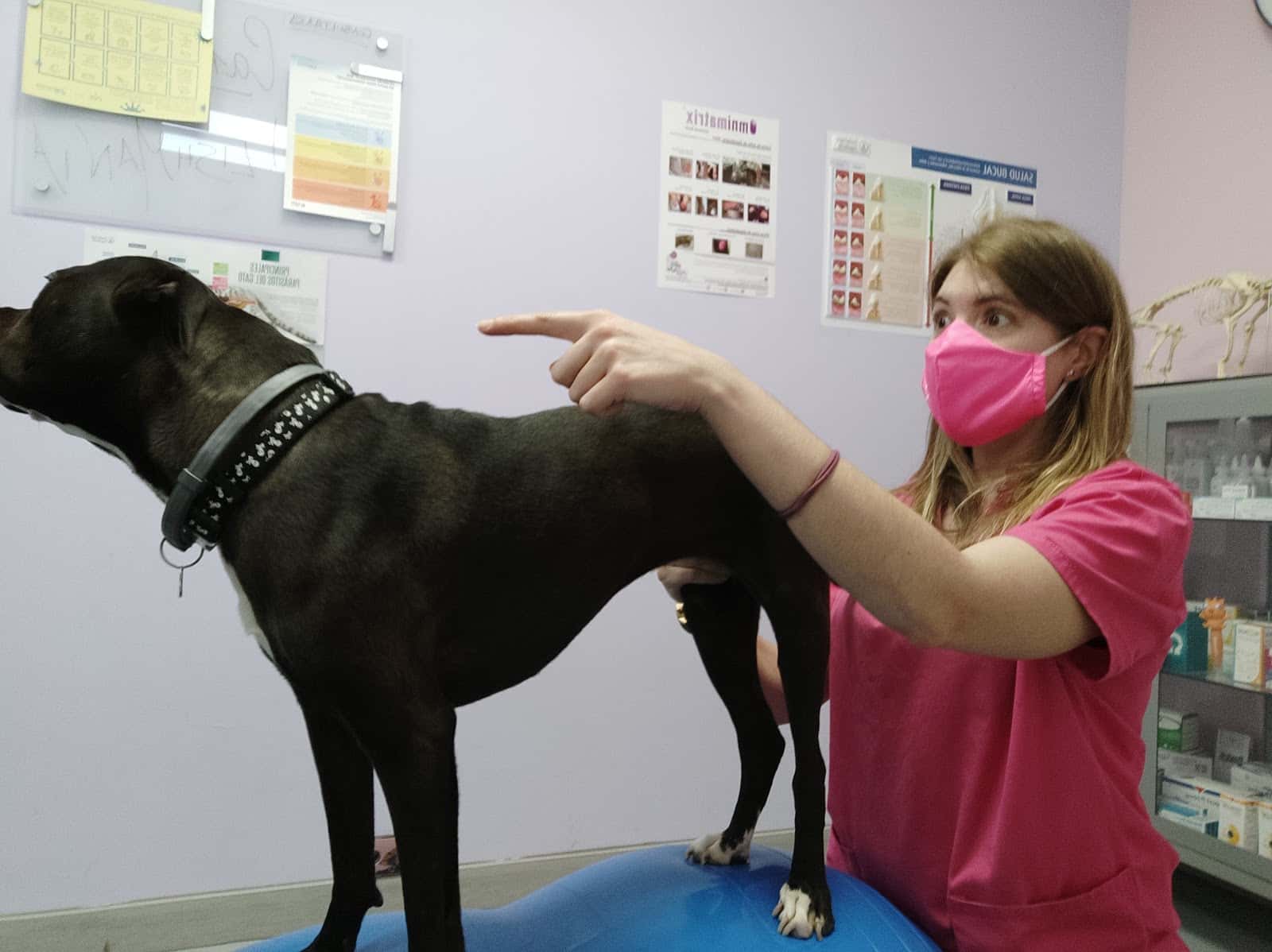 Centro Veterinario Huellas en El Bierzo