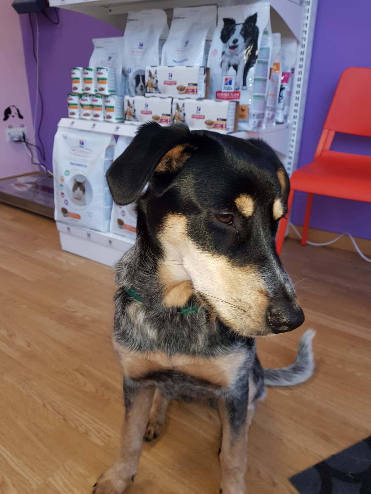 centro veterinario huellas en el bierzo veterinario centro en camponaraya en leon principalImage ADOPTA Sitios Pet Friendly