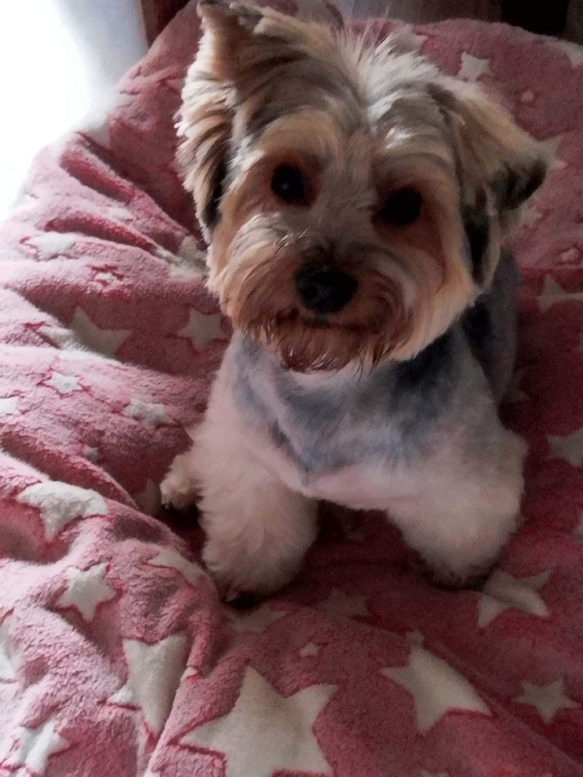 Clínica Veterinaria Ponferrada