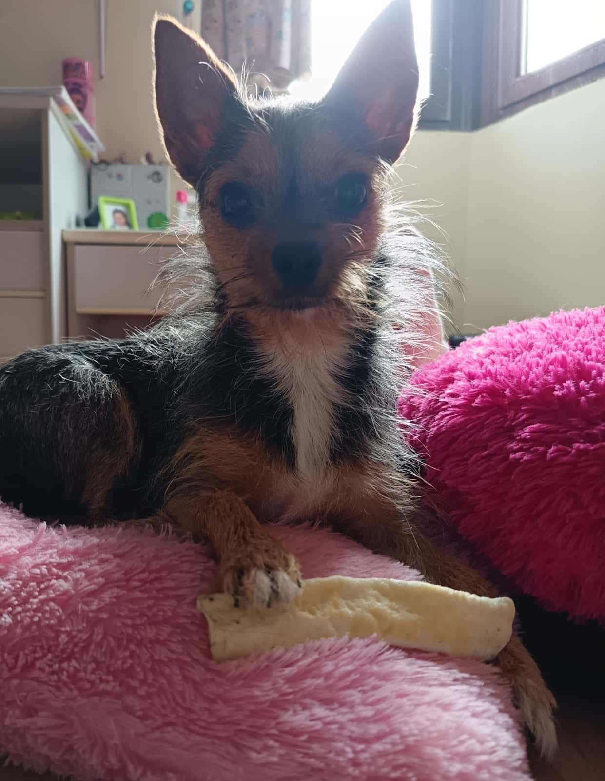 Clínica Veterinaria Europa