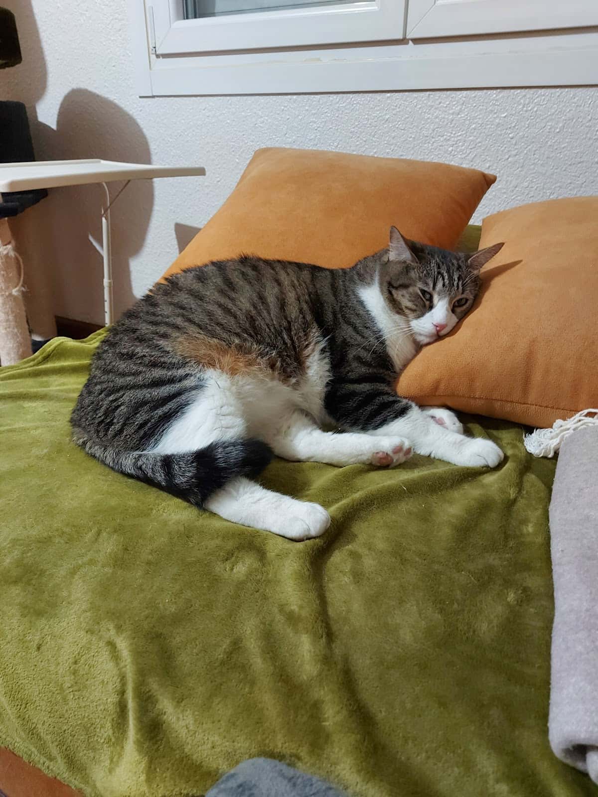 Clínica Veterinaria Europa