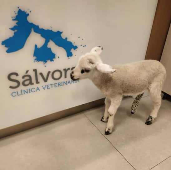 Clínica Veterinaria Sálvora