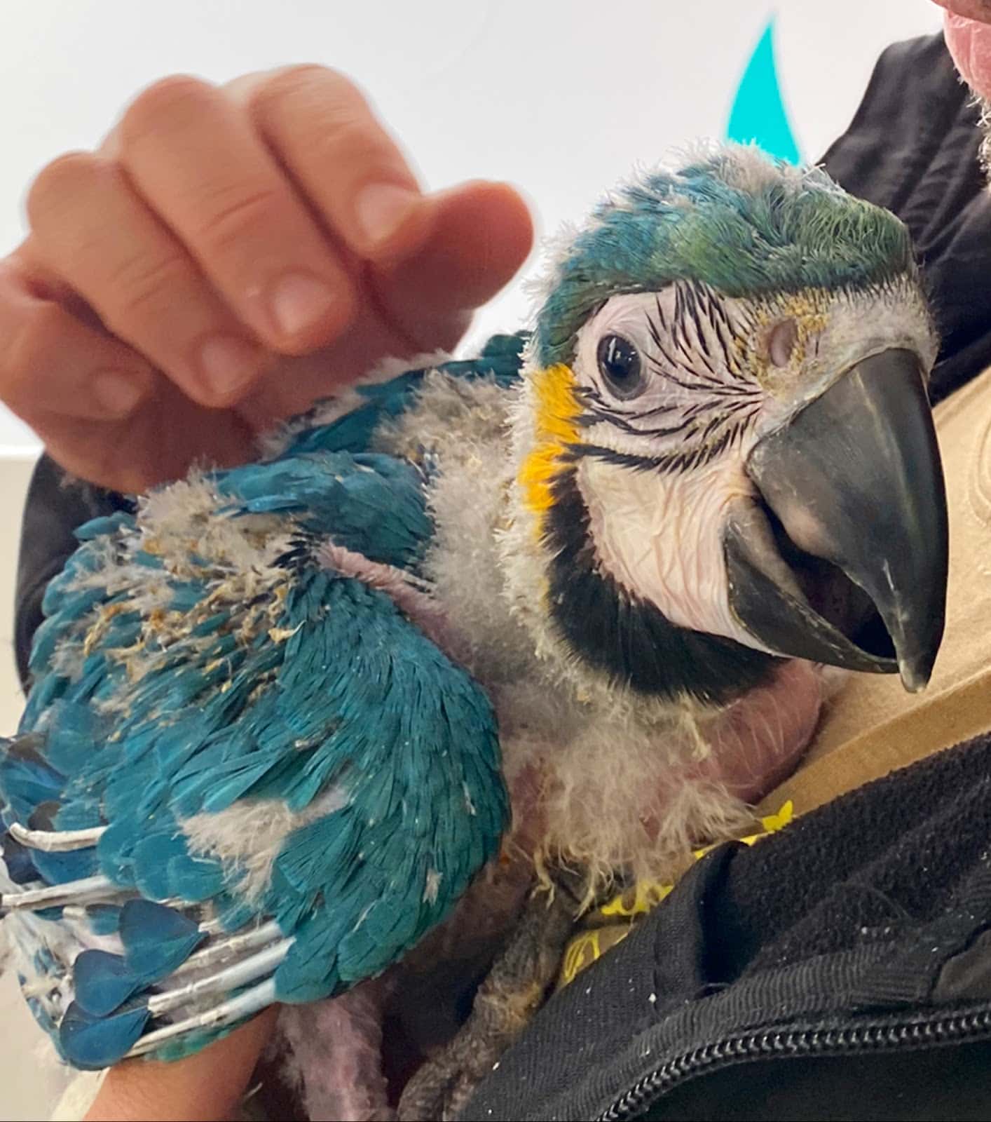 Consulta Veterinaria PetConsult - Pajareria Nieves