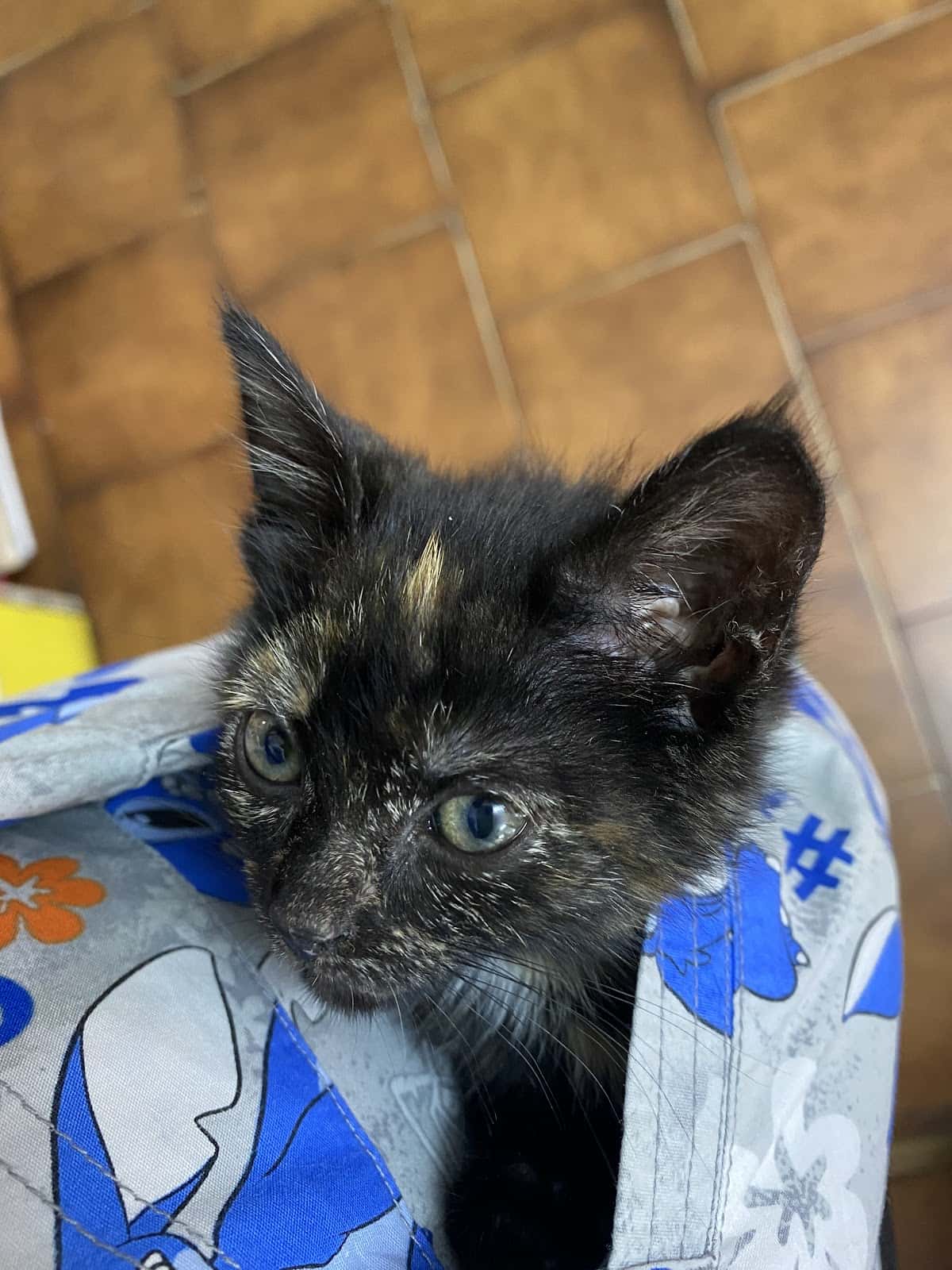 Consulta Veterinaria PetConsult - Pajareria Nieves