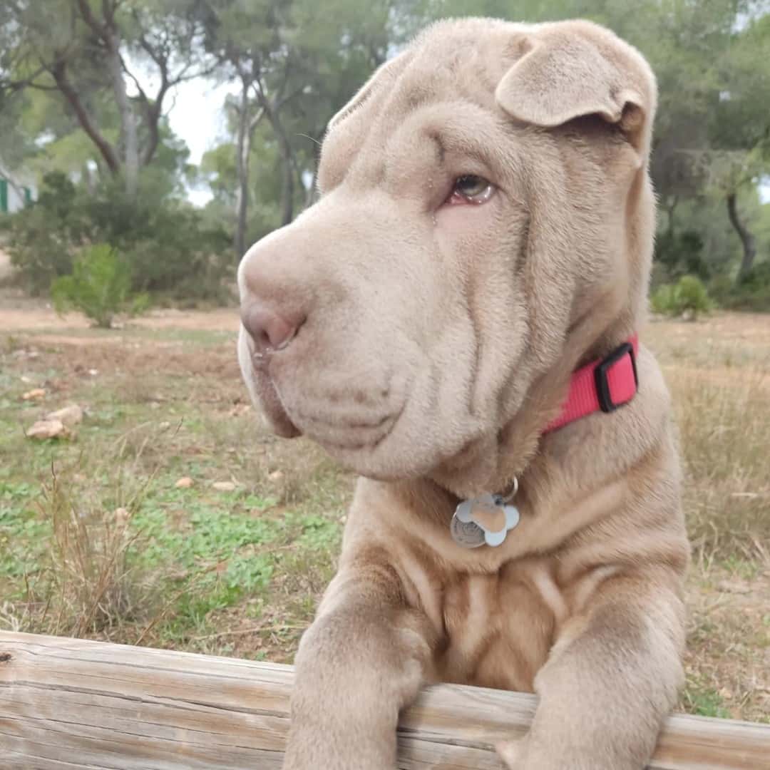 Clínica Veterinaria Ibáñez
