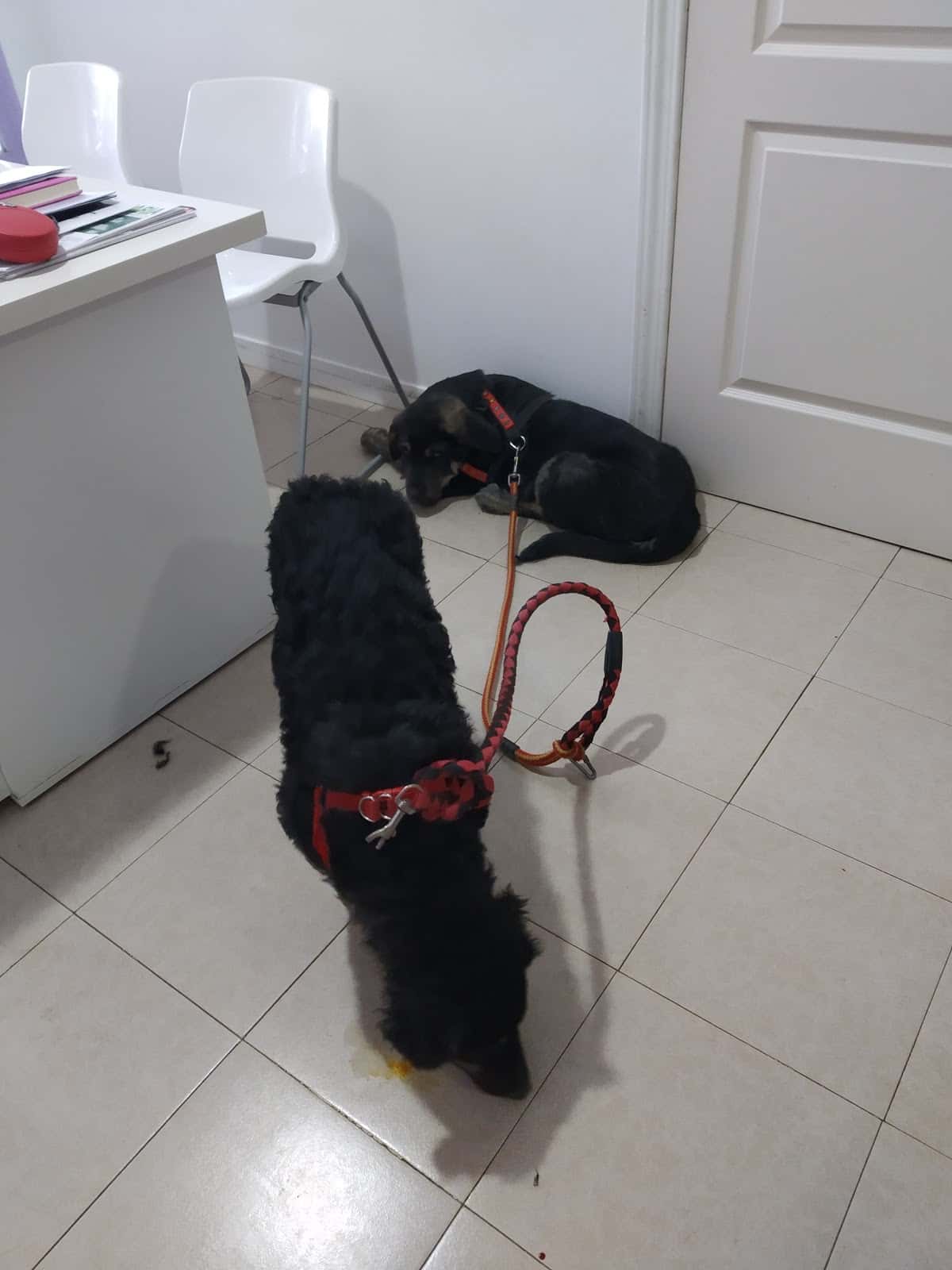 Centro Veterinario Sahagun