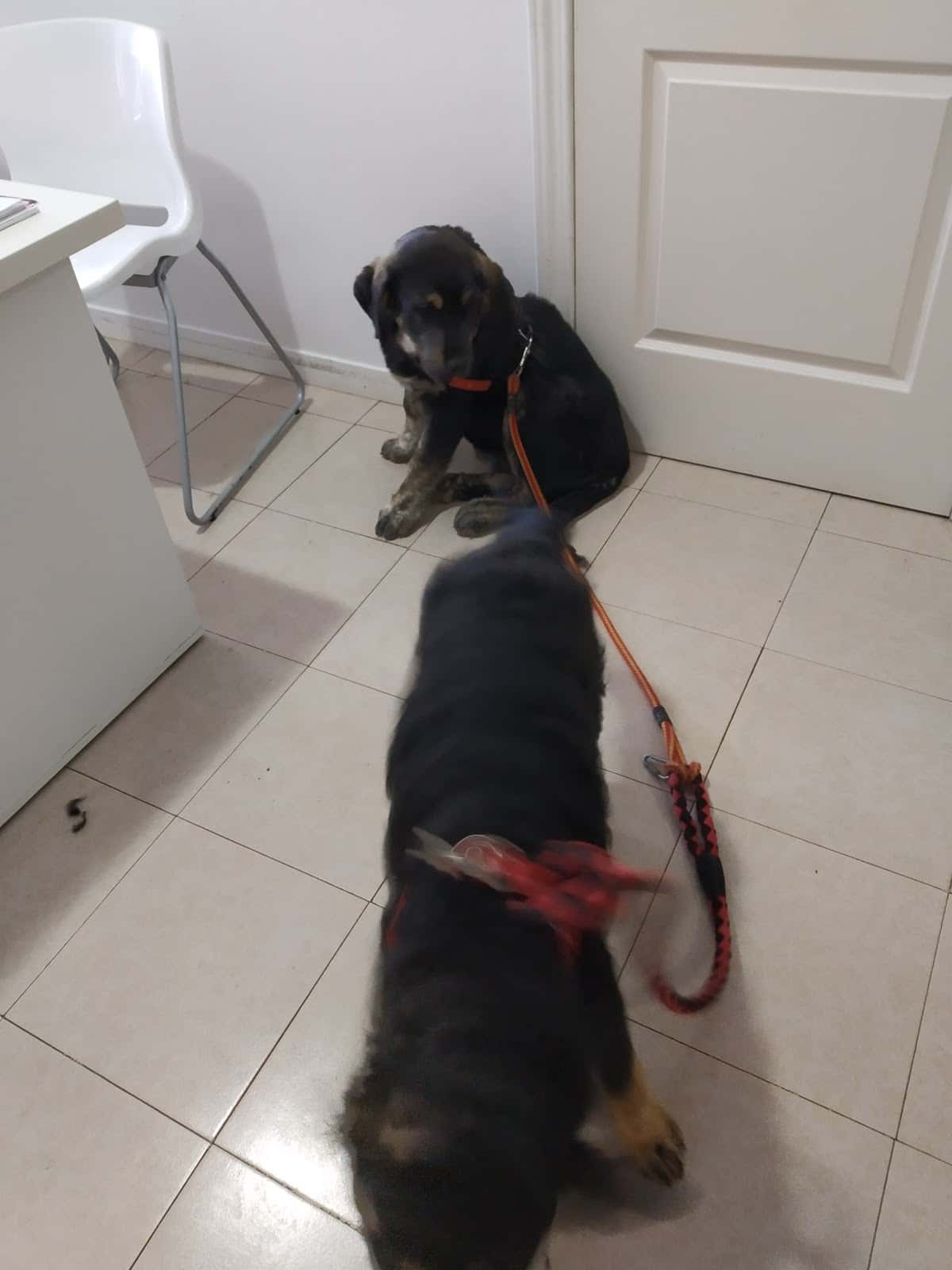 centro veterinario sahagun veterinario centro en sahagun en leon principalImage ADOPTA Sitios Pet Friendly
