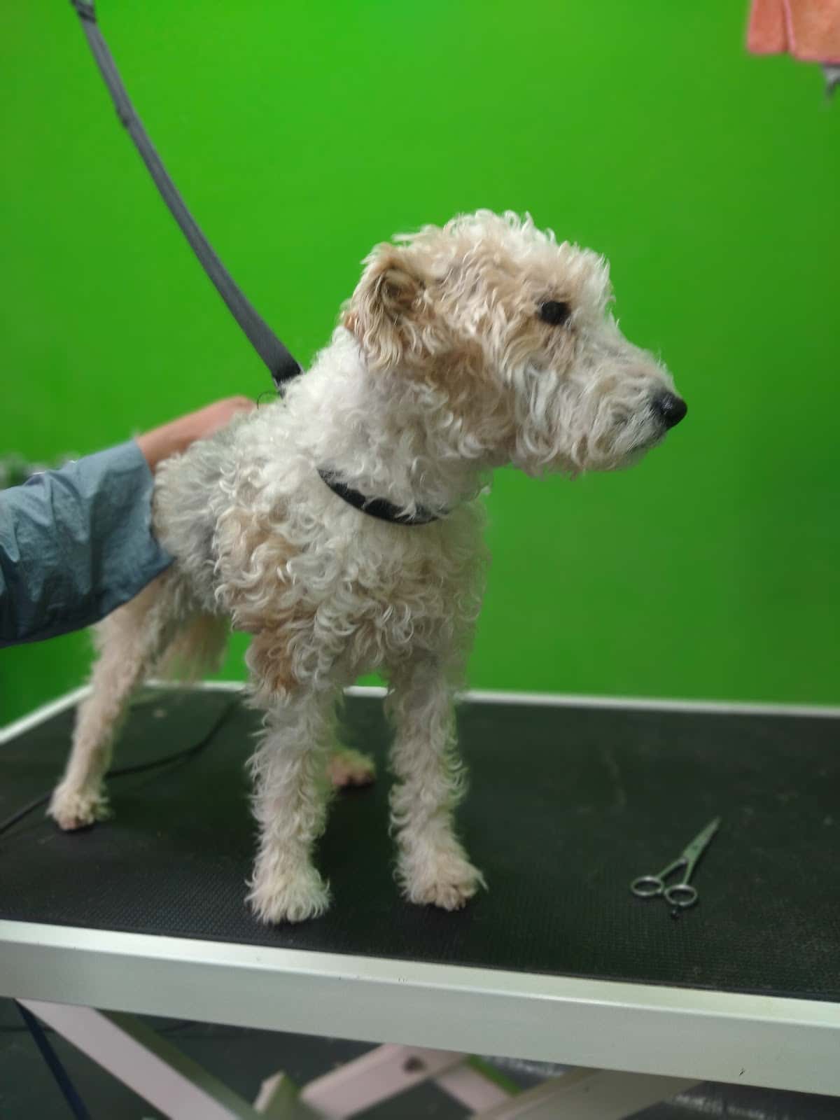 Clínica Veterinaria Gavilanes