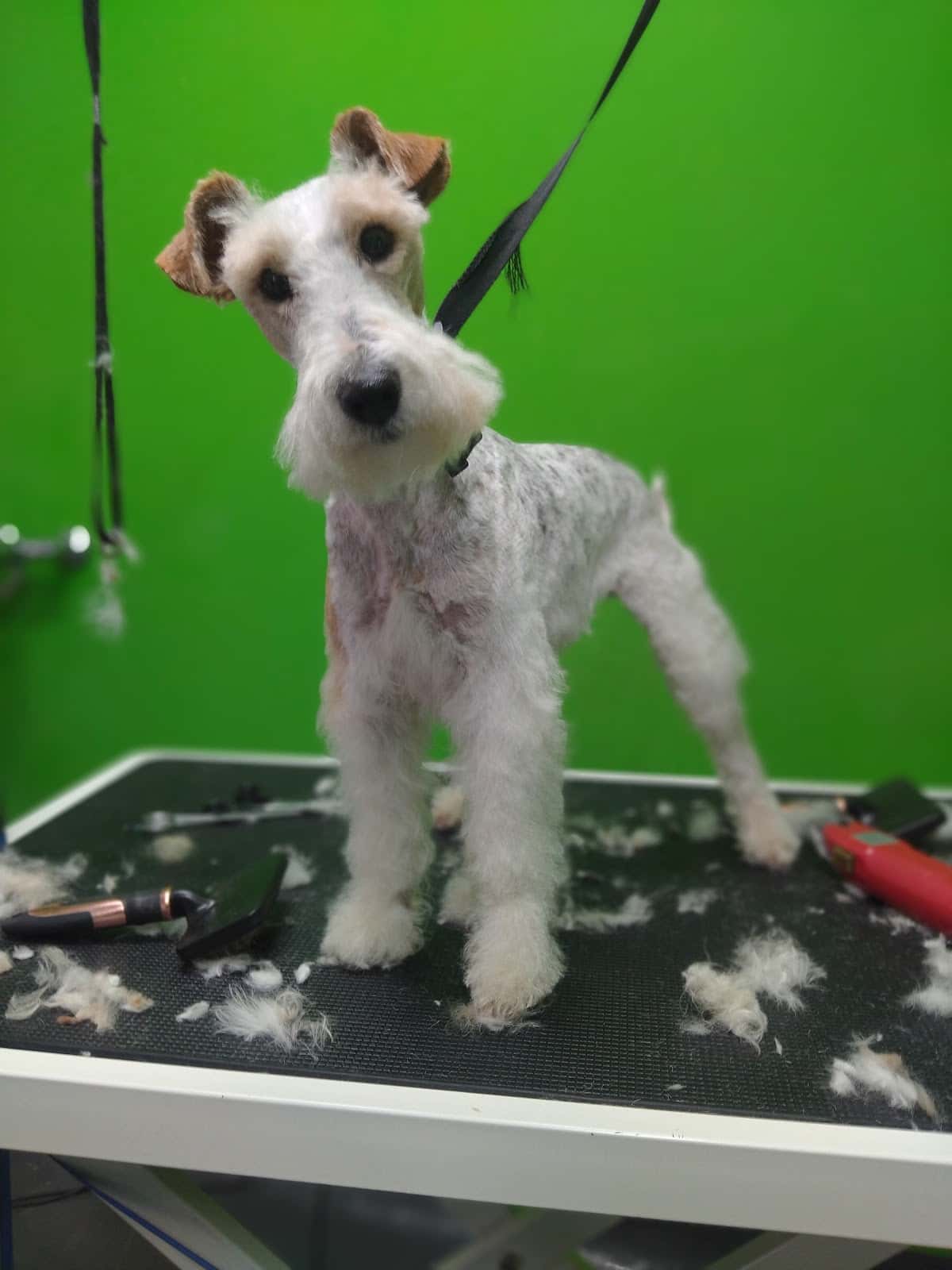 Clínica Veterinaria Gavilanes