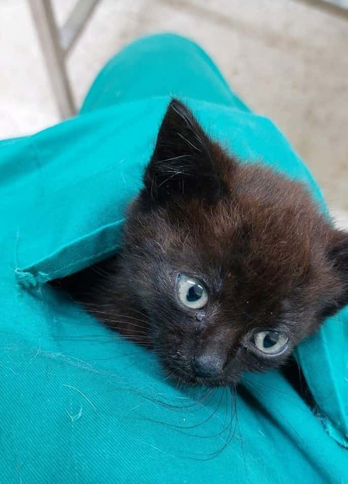 Clínica Veterinaria Camino