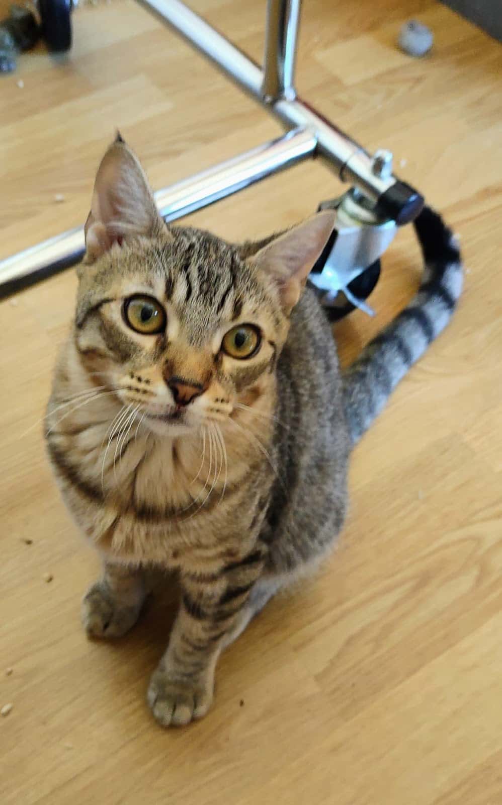 Clínica Veterinaria Minuvet
