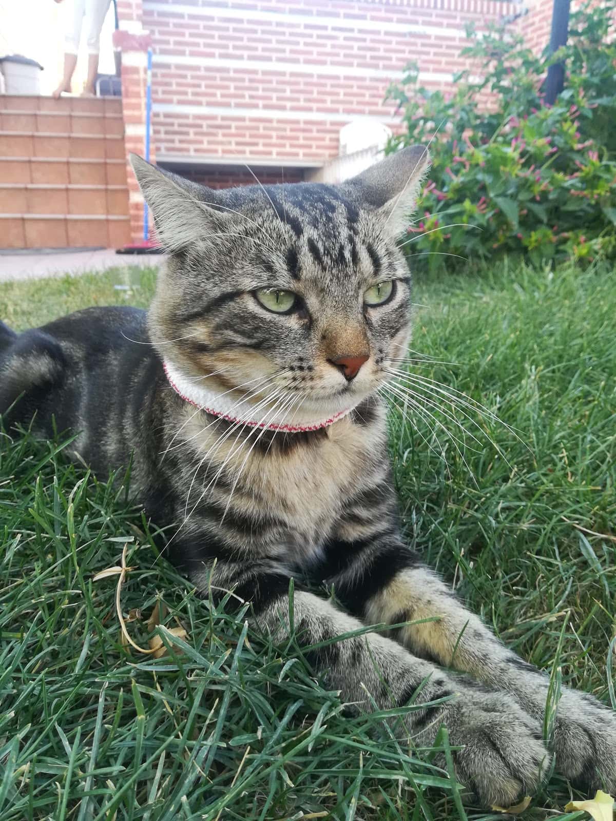 Clínica Veterinaria Minuvet