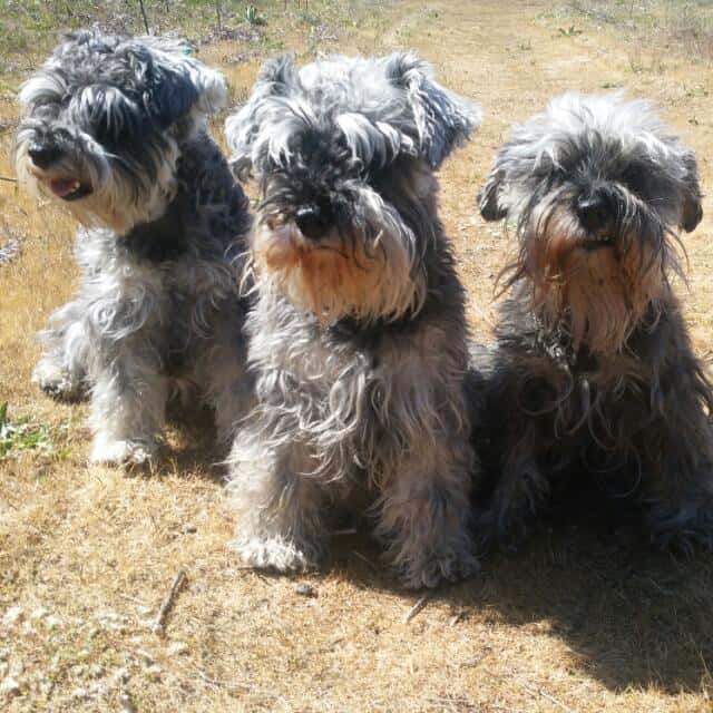cv san pedro veterinario centro barrio leon en leon en leon principalImage ADOPTA Sitios Pet Friendly