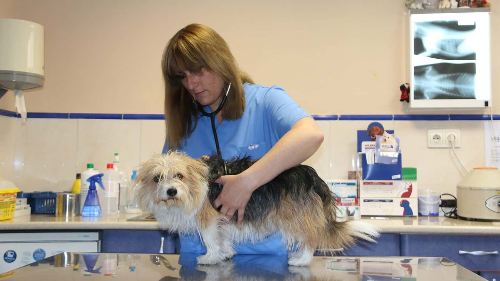 clinica veterinaria palomera veterinario clinica barrio leon en leon en leon principalImage ADOPTA Sitios Pet Friendly