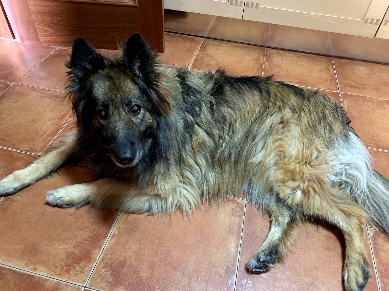 Centro Veterinario Cachón