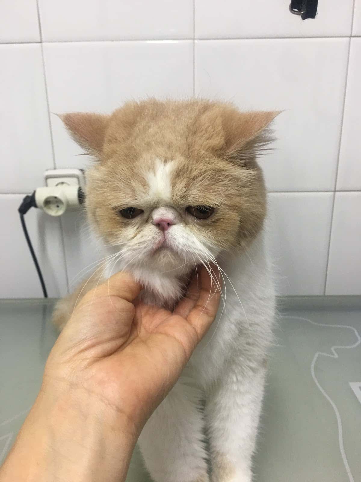 Clínica Veterinaria Eras
