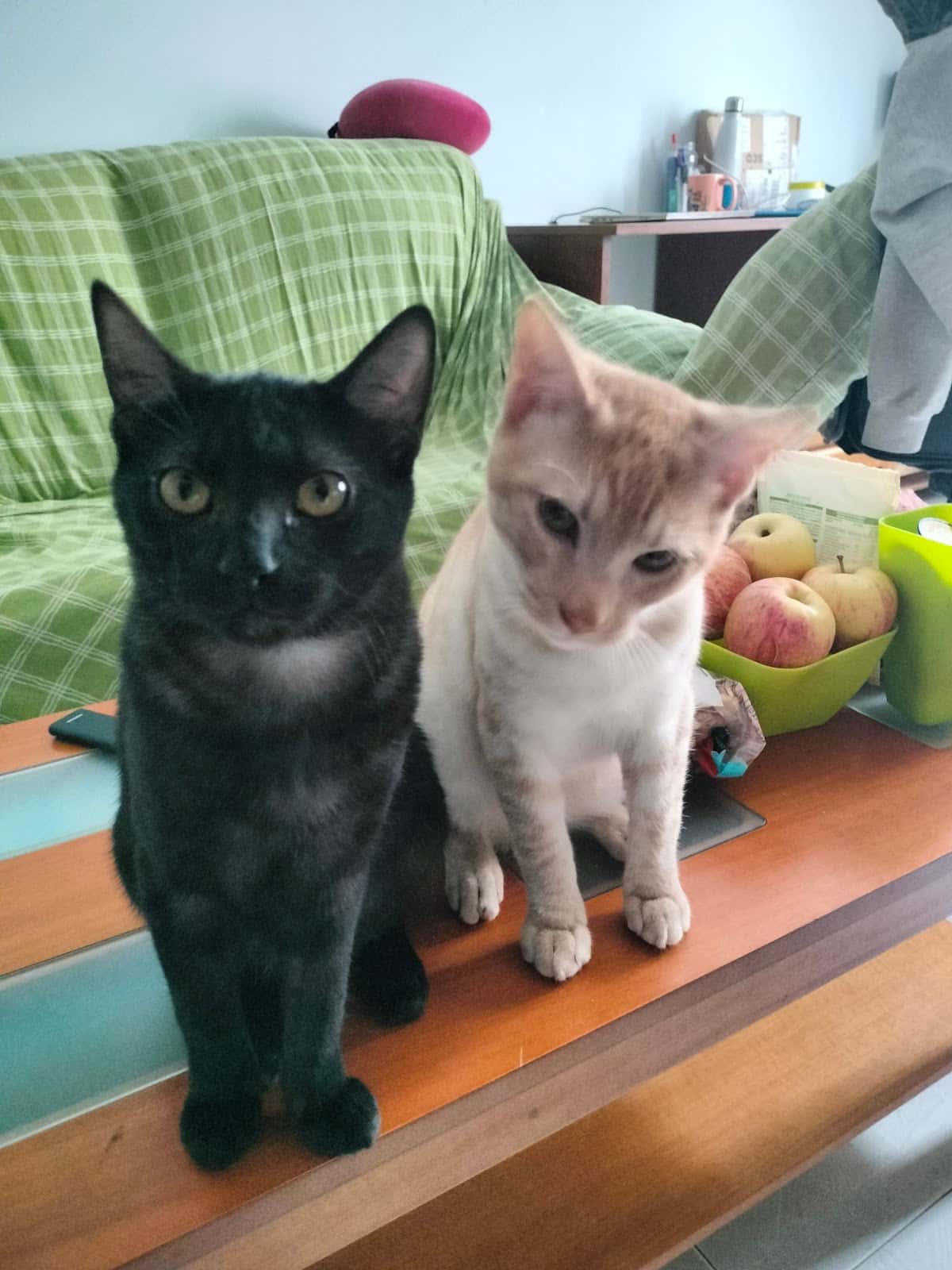 biotecnia veterinario centro en bjo en leon principalImage ADOPTA Sitios Pet Friendly