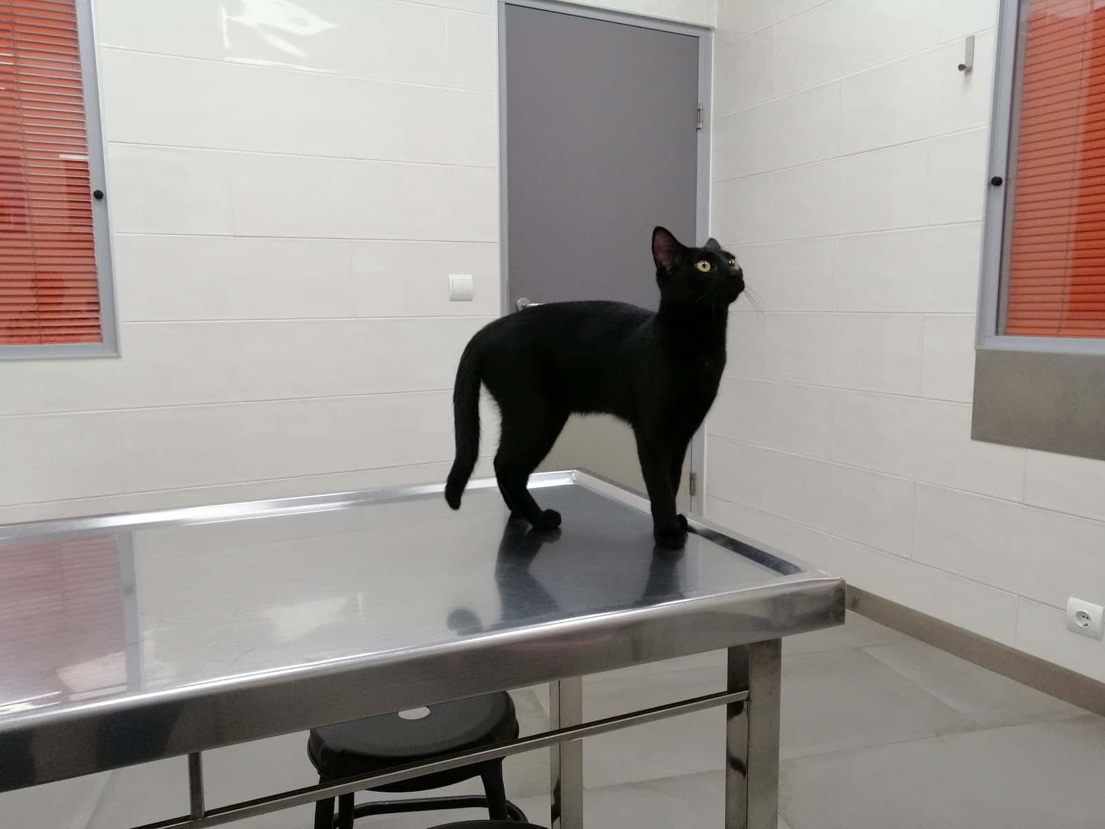 Clínica Veterinaria Navatejera