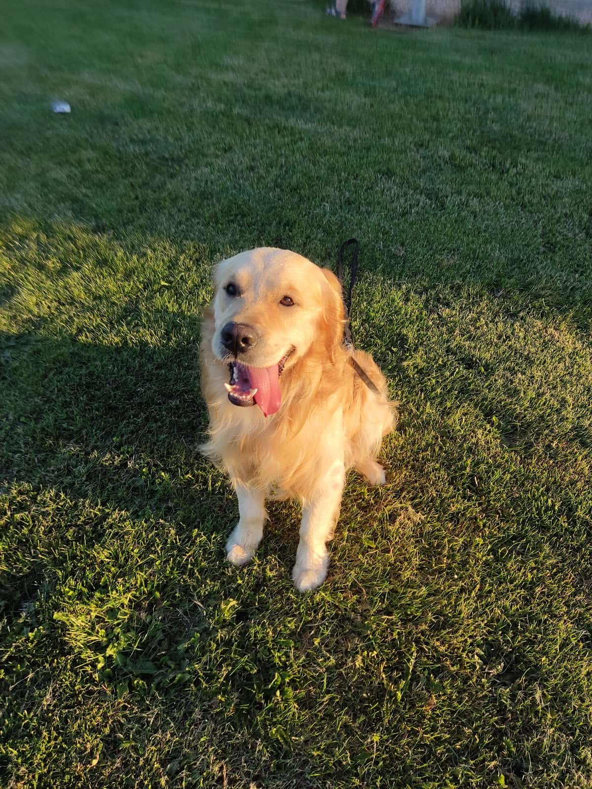 Kira y Lúa Mascotas Chulas