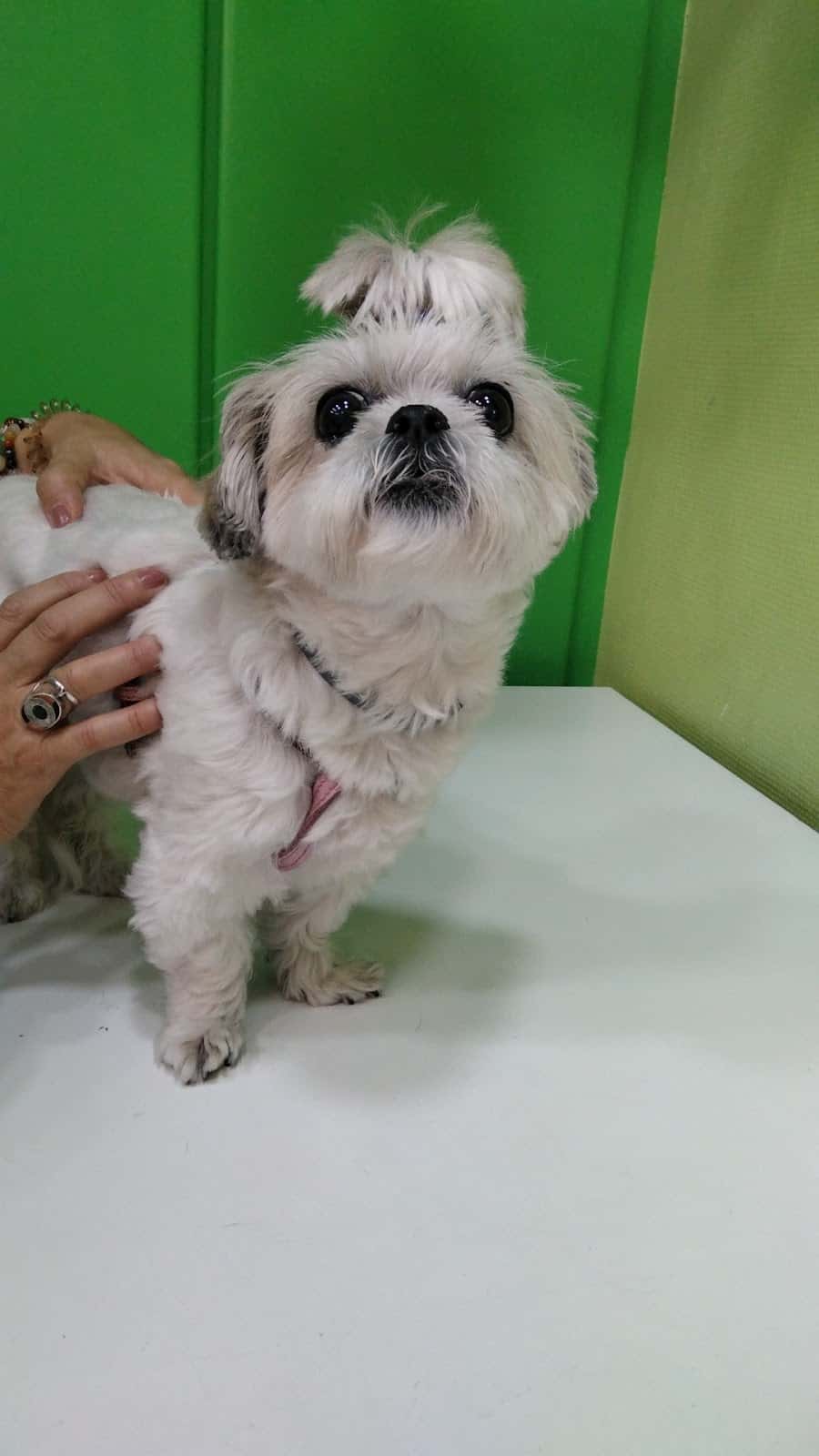 Centro Veterinario Villaobispo
