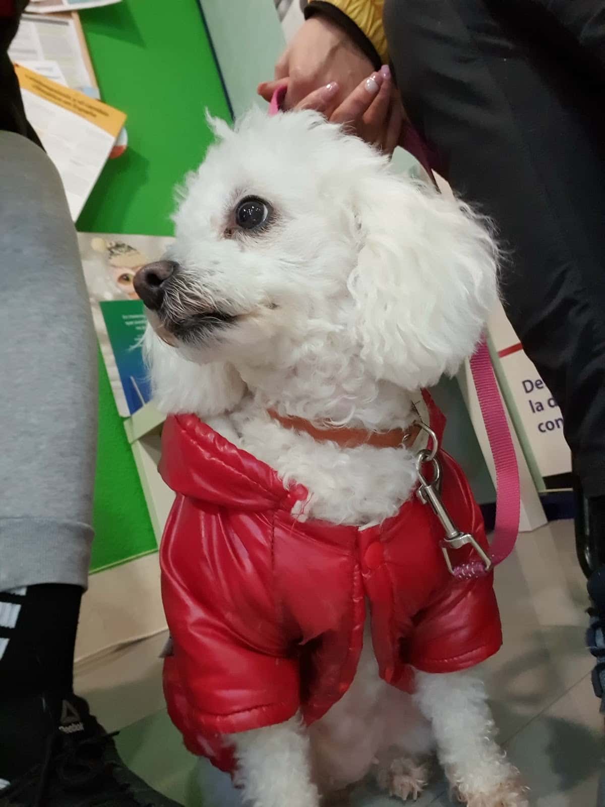 servivet guardo veterinario centro en guardo en palencia principalImage ADOPTA Sitios Pet Friendly