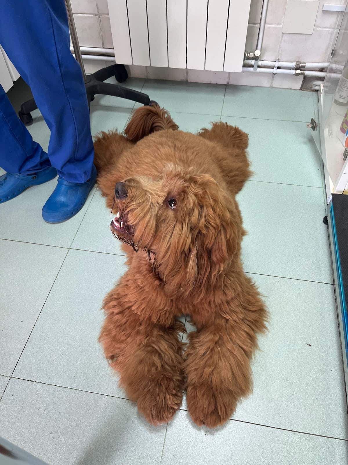 clinica veterinaria en saldana centro veterinario palentino s l  cevepa  urgencias 24 h  veterinario clinica en saldana en palencia principalImage ADOPTA Sitios Pet Friendly
