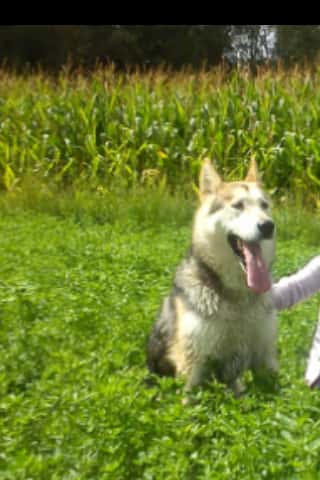 Centro Veterinario Saldaña - Servivet