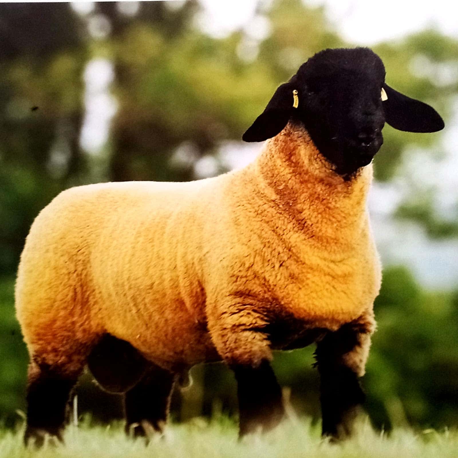 Agropecuaria Saldañesa Tecnipec