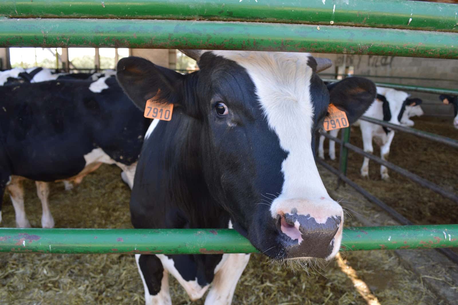 Comercial Vila Veterinaria de Lleida S.L ( COVIVET)